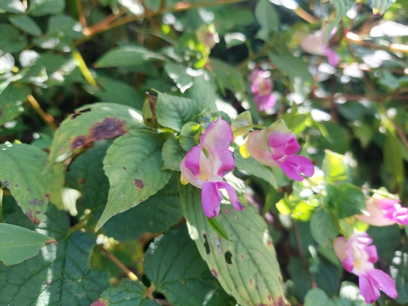 Impatiens spirifera photo 2
