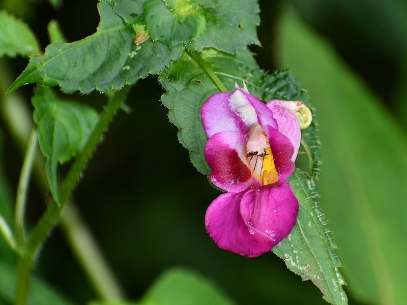 Impatiens spirifera photo 3