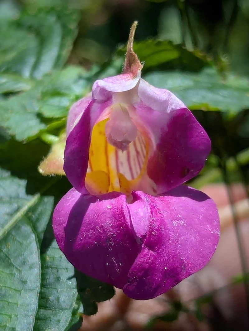Impatiens spirifera photo 4