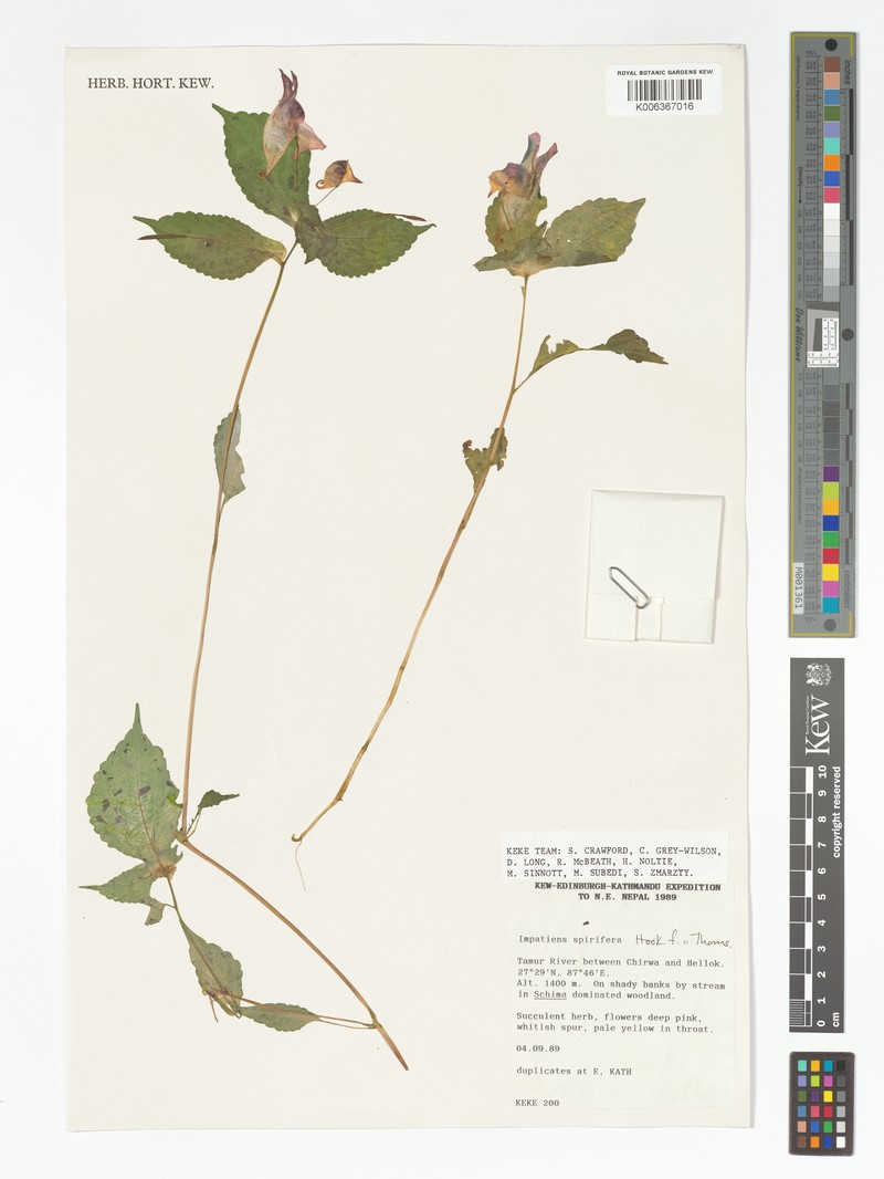 Impatiens spirifera photo 7