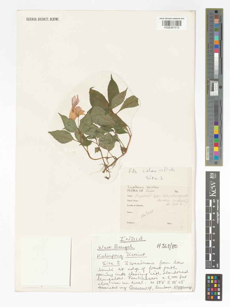 Impatiens spirifera photo 8