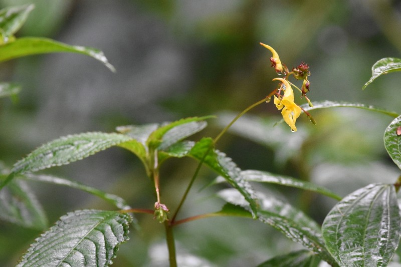 Impatiens steenisii