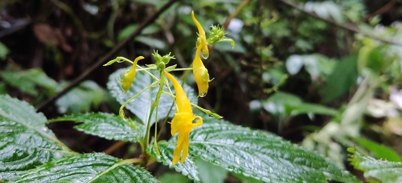 Impatiens steenisii photo 2
