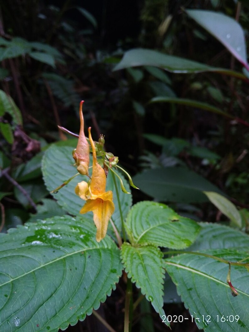 Impatiens steenisii photo 3