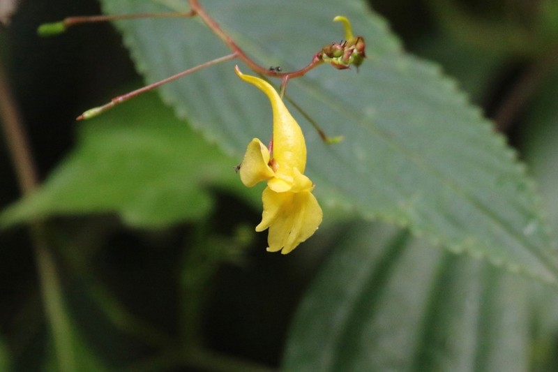 Impatiens steenisii photo 4