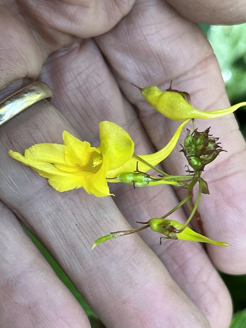 Impatiens steenisii photo 5