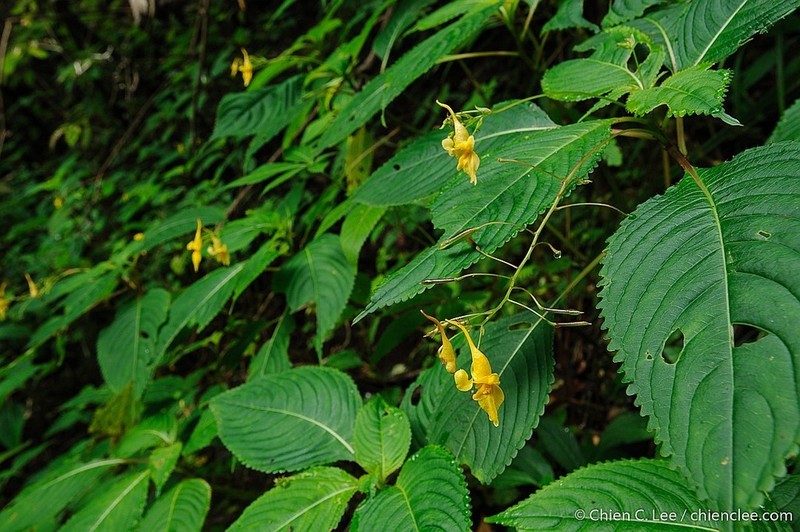 Impatiens steenisii photo 6