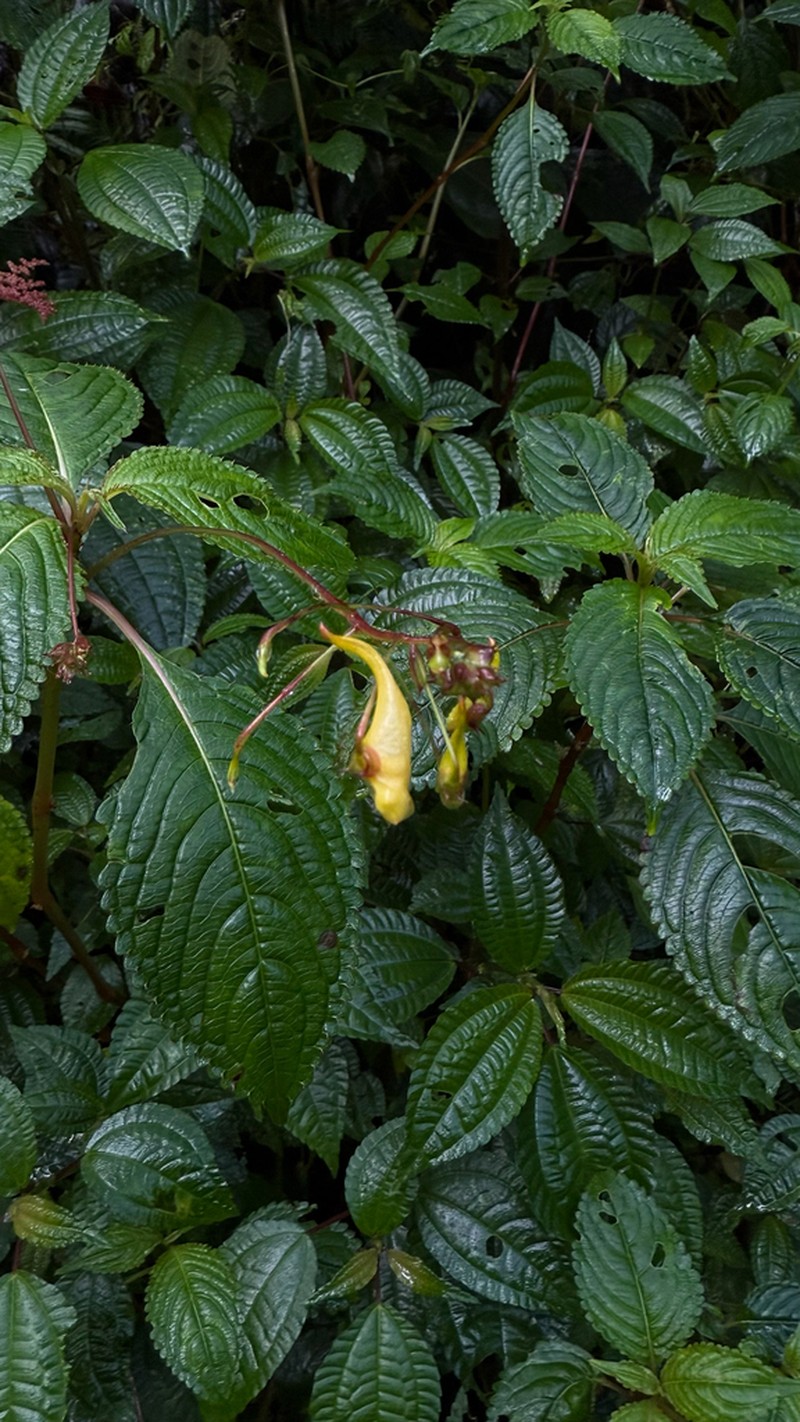 Impatiens steenisii photo 7