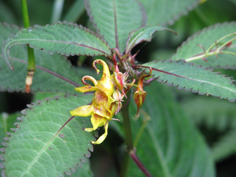 Impatiens stenantha