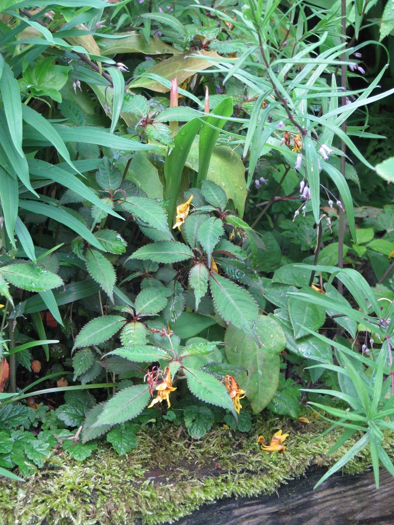 Impatiens stenantha photo 2
