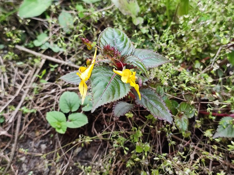 Impatiens stenantha photo 3