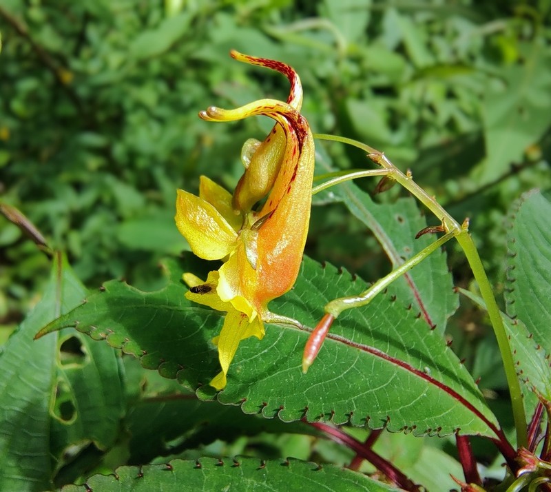 Impatiens stenantha photo 4