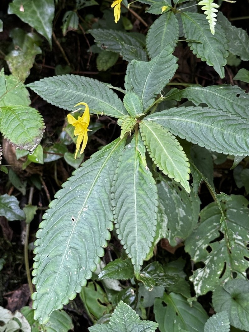 Impatiens stenantha photo 5