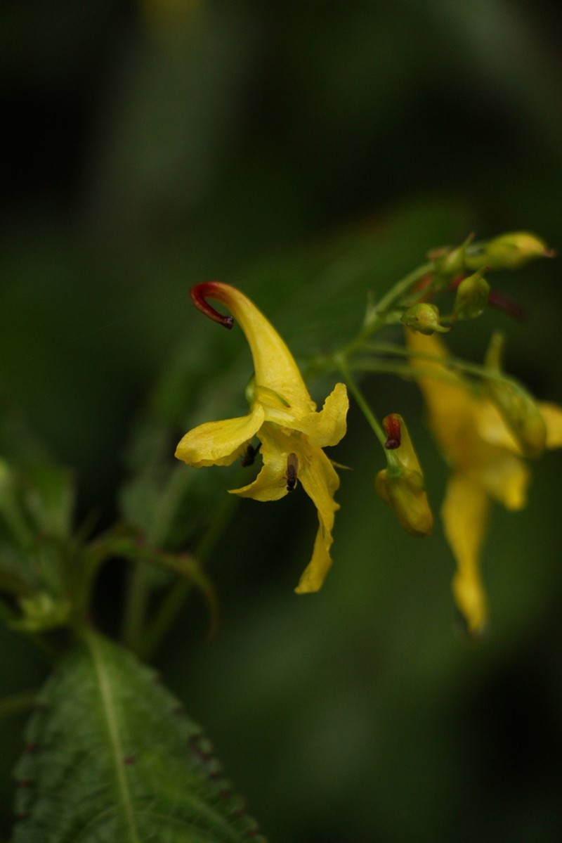 Impatiens stenantha photo 6