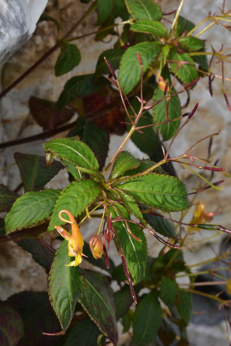 Impatiens stenantha photo 7