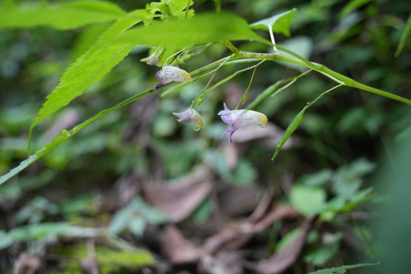 Impatiens stenosepala