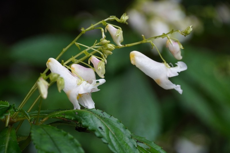 Impatiens stenosepala photo 2