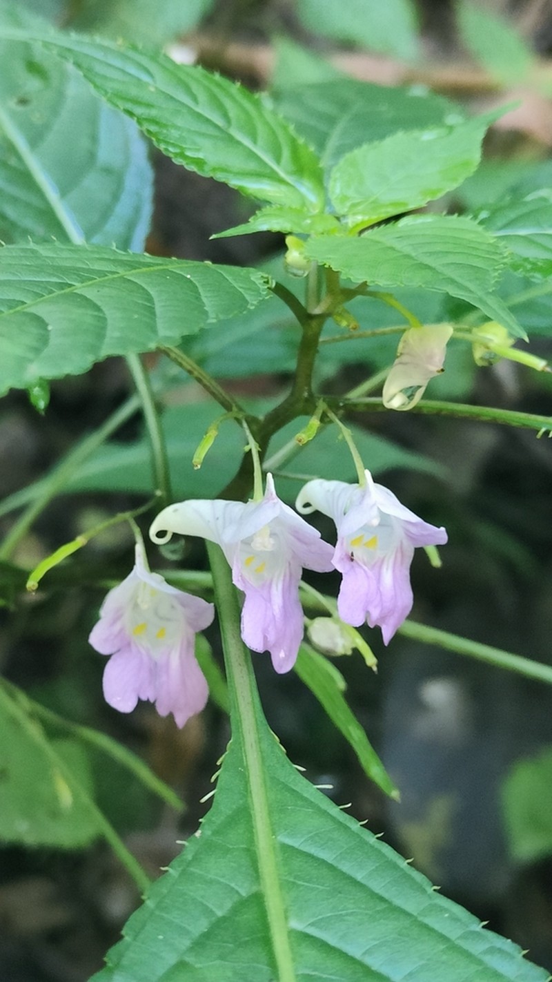 Impatiens stenosepala photo 3