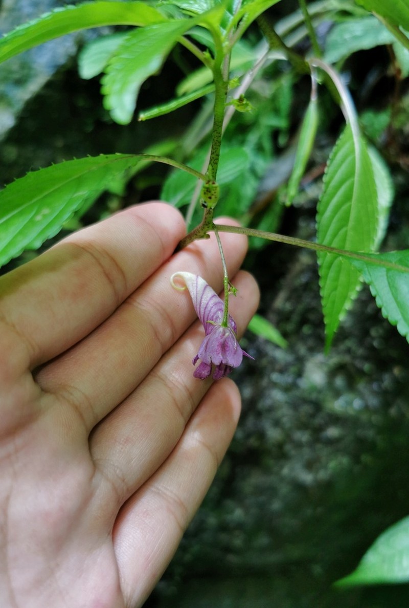 Impatiens stenosepala photo 4