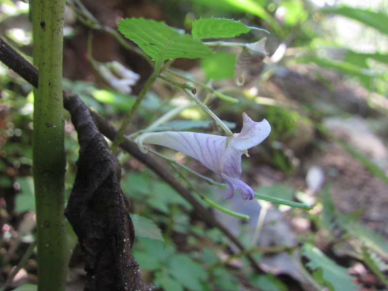 Impatiens stenosepala photo 5