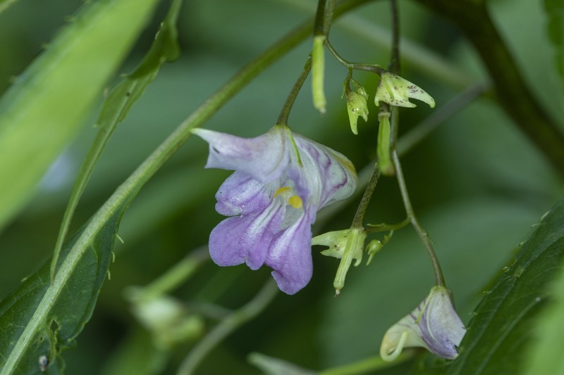 Impatiens stenosepala photo 6