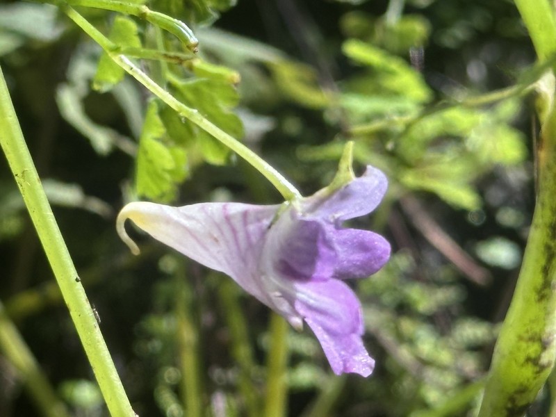 Impatiens stenosepala photo 7