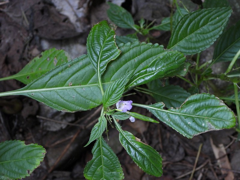 Impatiens stenosepala photo 8