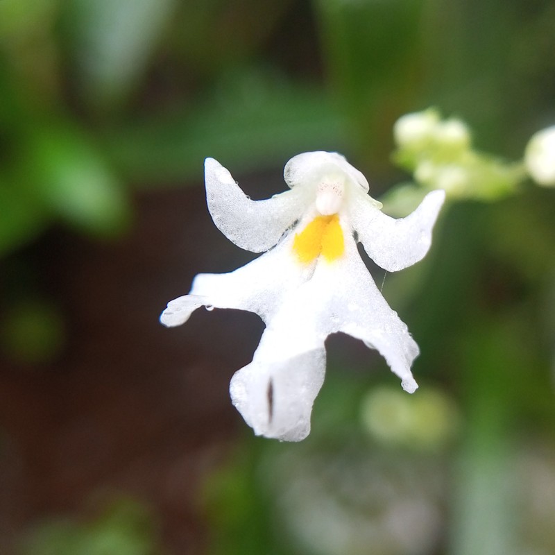 Impatiens stocksii