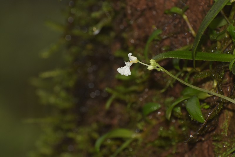 Impatiens stocksii photo 3