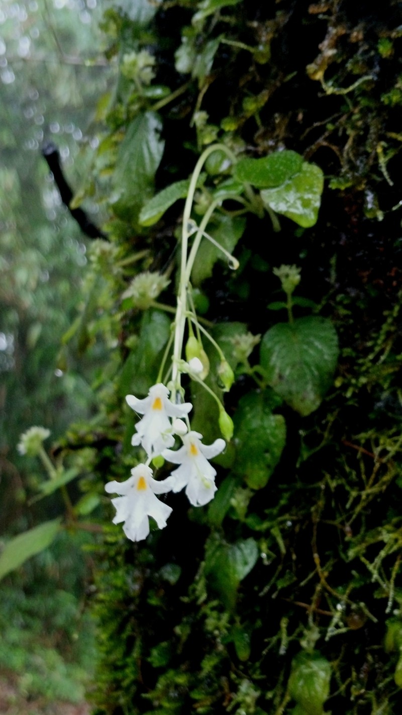 Impatiens stocksii photo 5