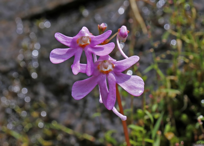Impatiens stolonifera