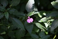 Impatiens stuhlmannii