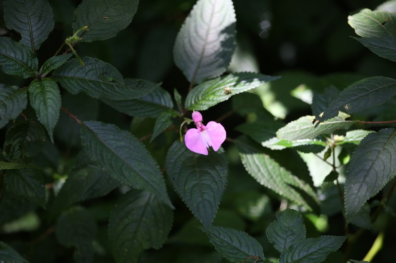 Impatiens stuhlmannii