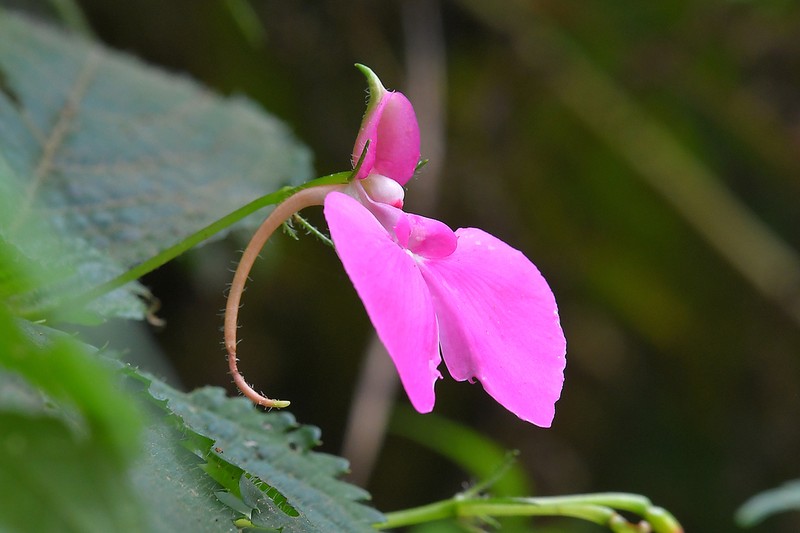 Impatiens stuhlmannii photo 2