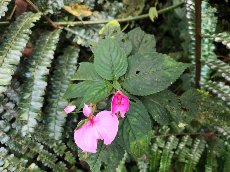 Impatiens stuhlmannii photo 3