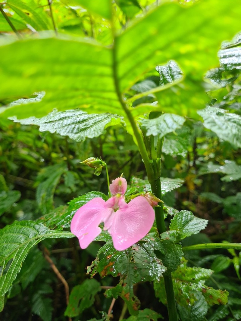Impatiens stuhlmannii photo 4