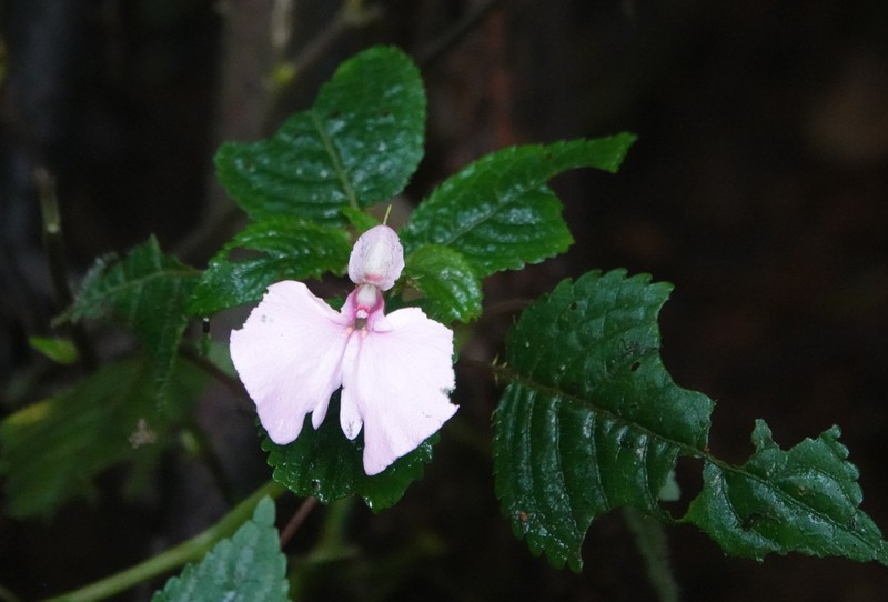 Impatiens stuhlmannii photo 5