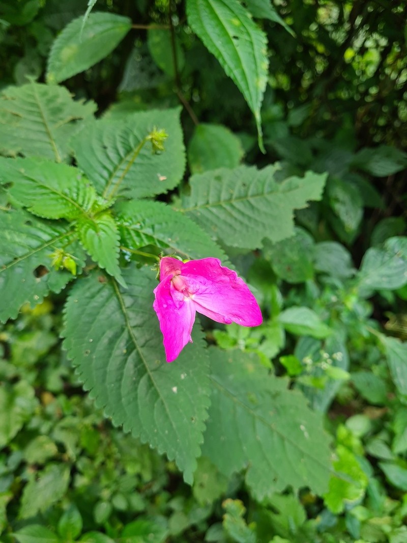 Impatiens stuhlmannii photo 6