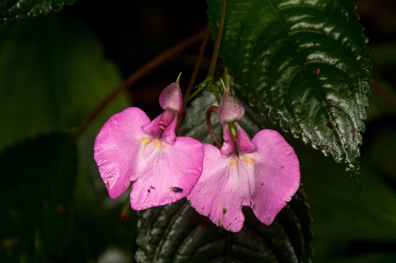 Impatiens stuhlmannii photo 7