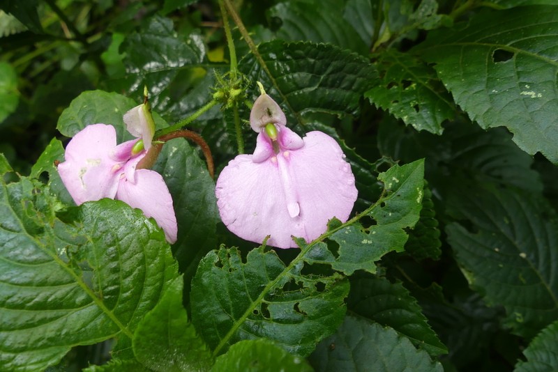 Impatiens stuhlmannii photo 8