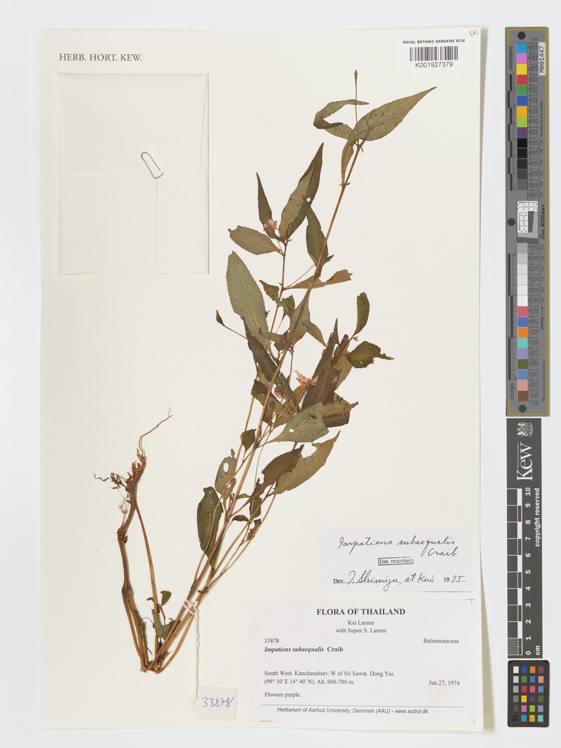 Impatiens subaequalis