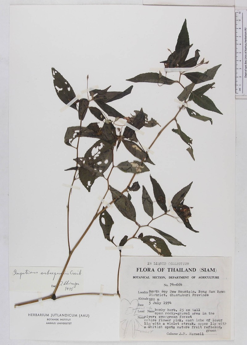 Impatiens subaequalis photo 2