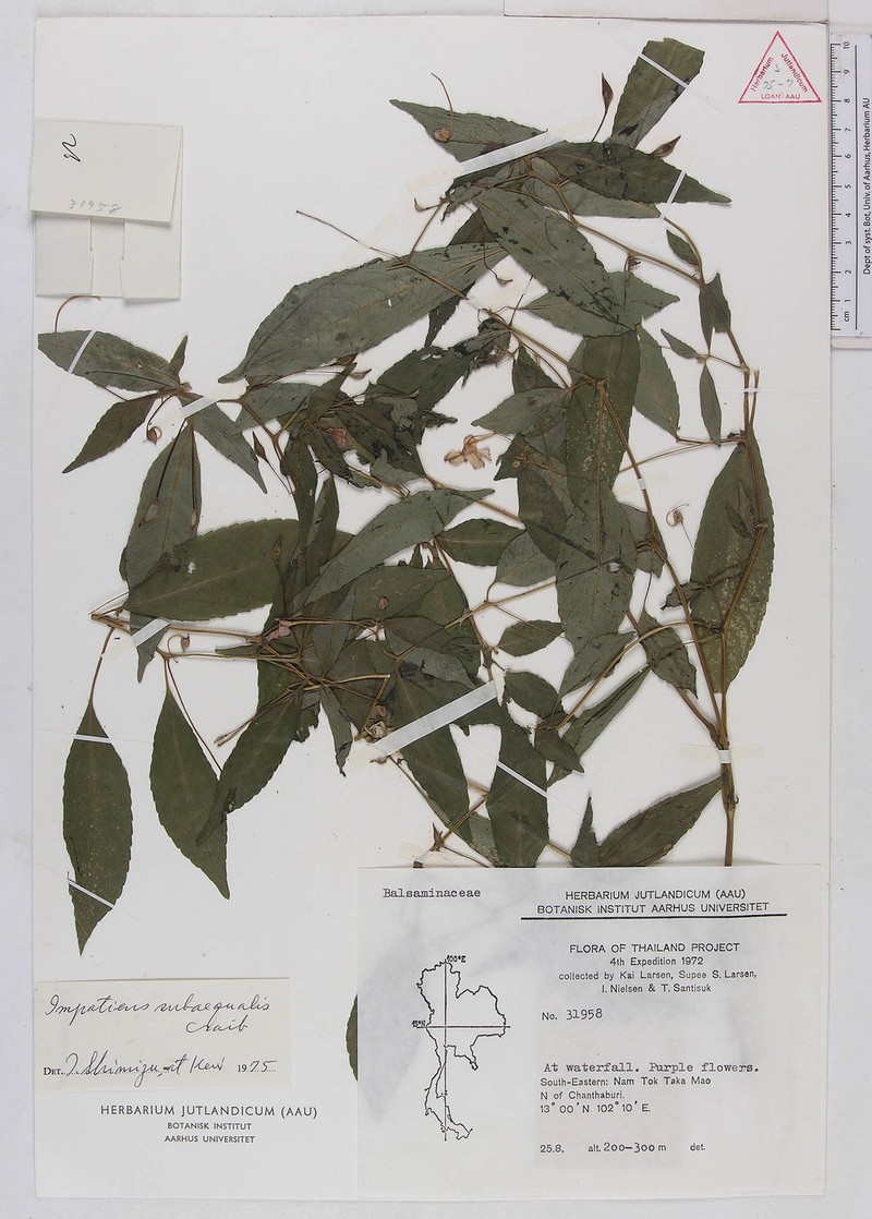 Impatiens subaequalis photo 3