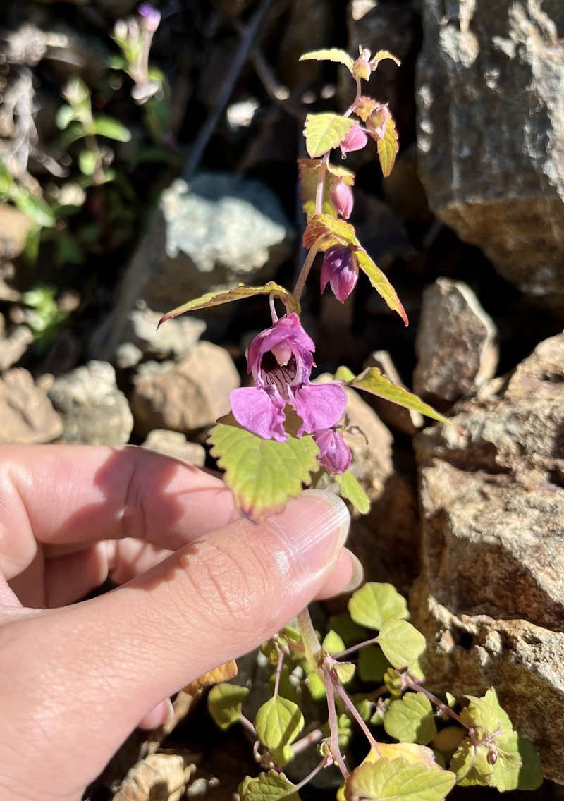 Impatiens subecalcarata photo 2