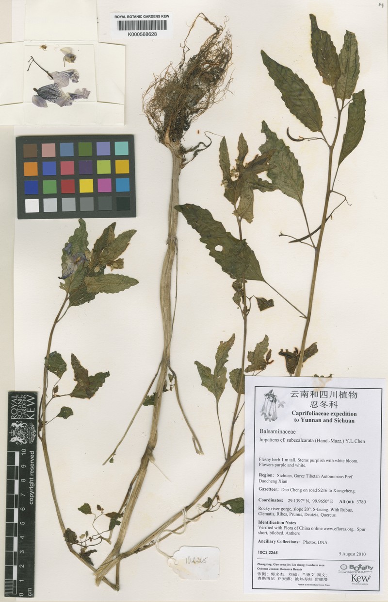 Impatiens subecalcarata photo 3