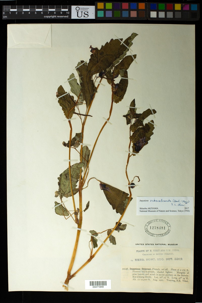 Impatiens subecalcarata photo 4