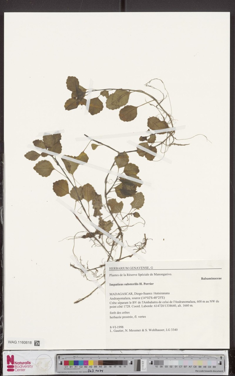Impatiens substerilis