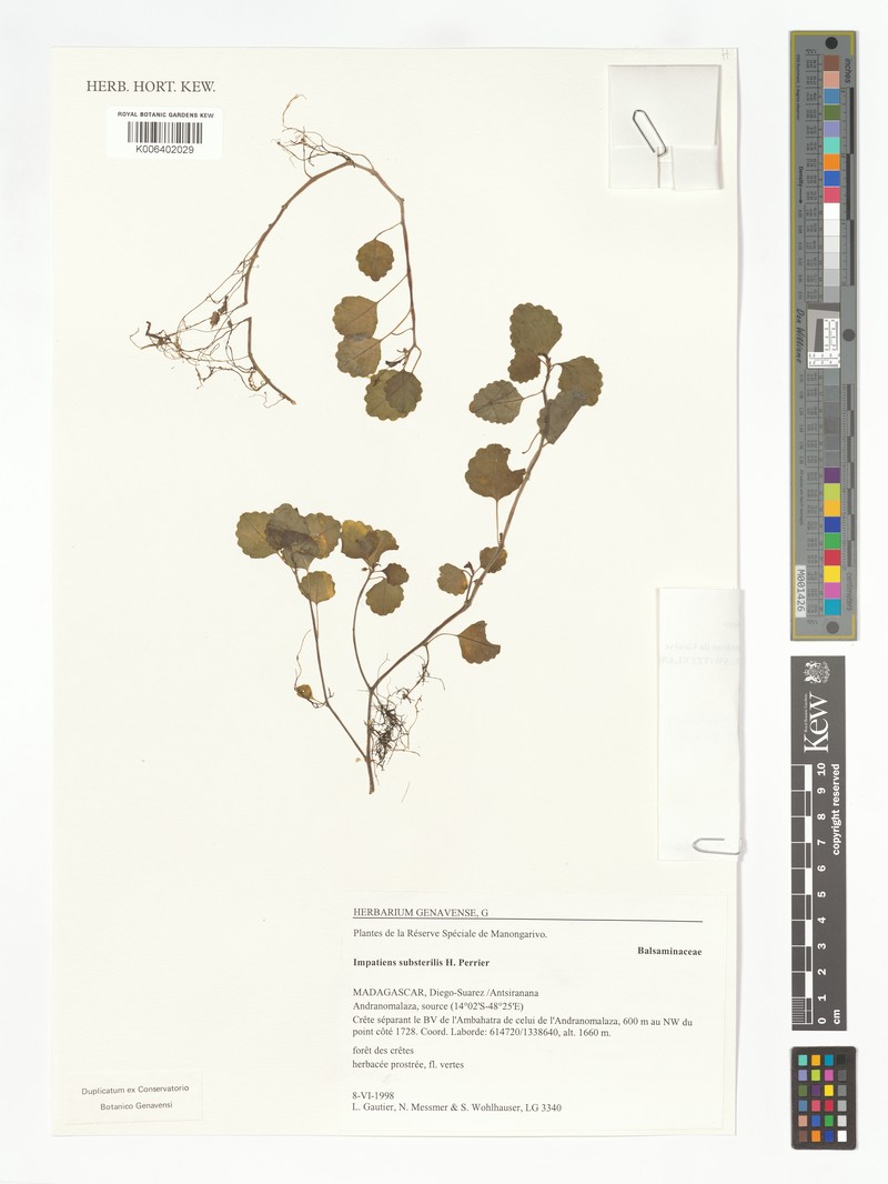 Impatiens substerilis photo 2