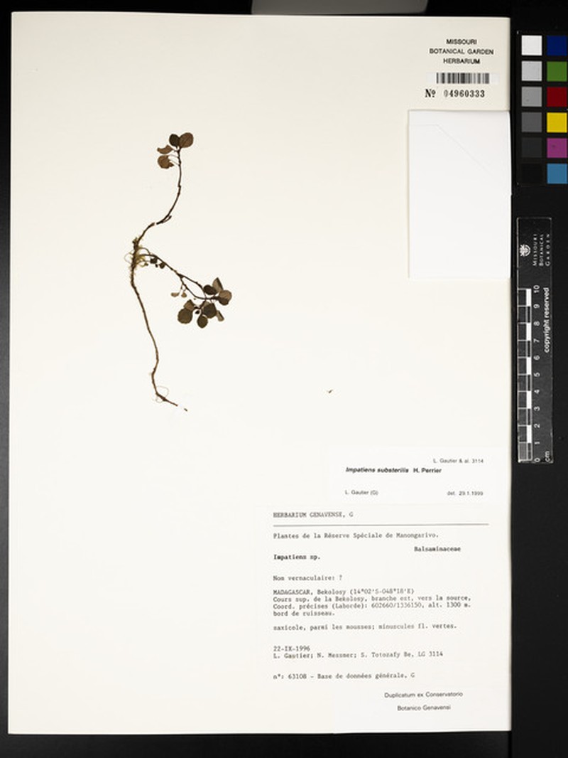 Impatiens substerilis photo 4