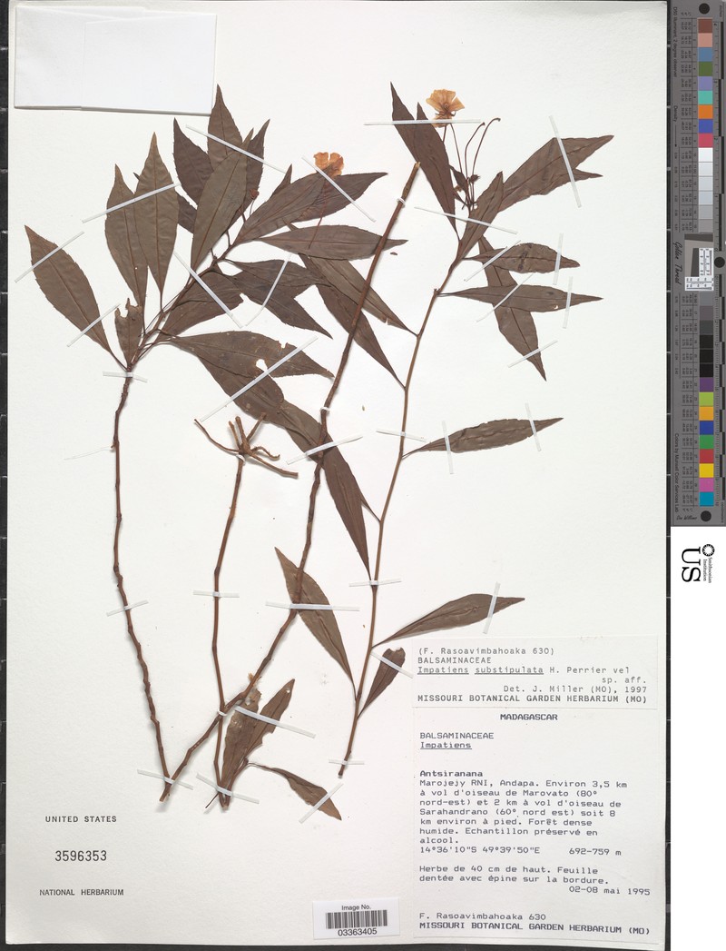 Impatiens substipulata photo 2